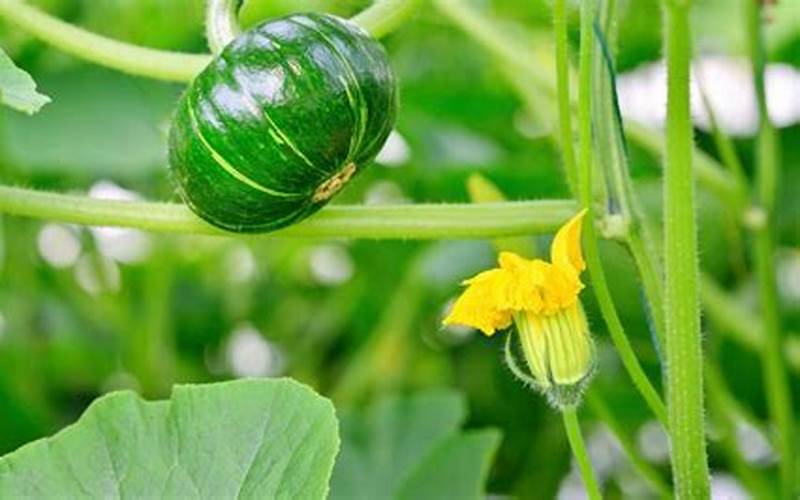 Pumpkin Plant Caring