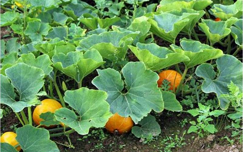 Pumpkin Vines