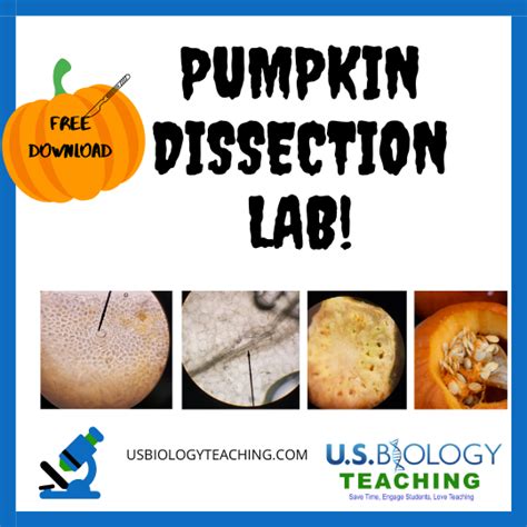 Pumpkin Dissection Worksheet