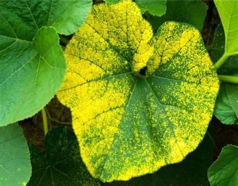 Pumpkin Leaves Yellowing