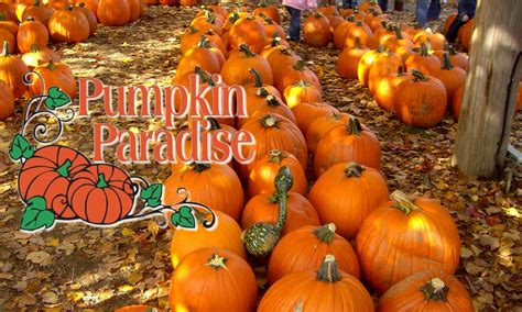 Pumpkin Paradise