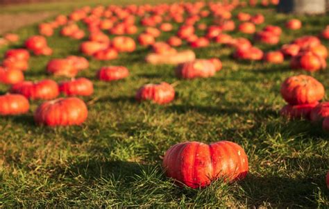 Pumpkin Patch Designs