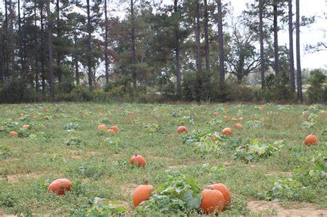 Pumpkin Patch Paradise