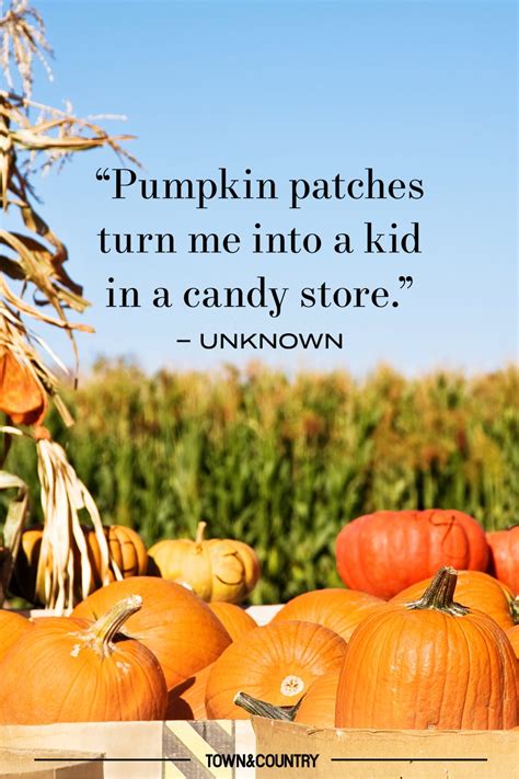 Pumpkin Patch Quotes
