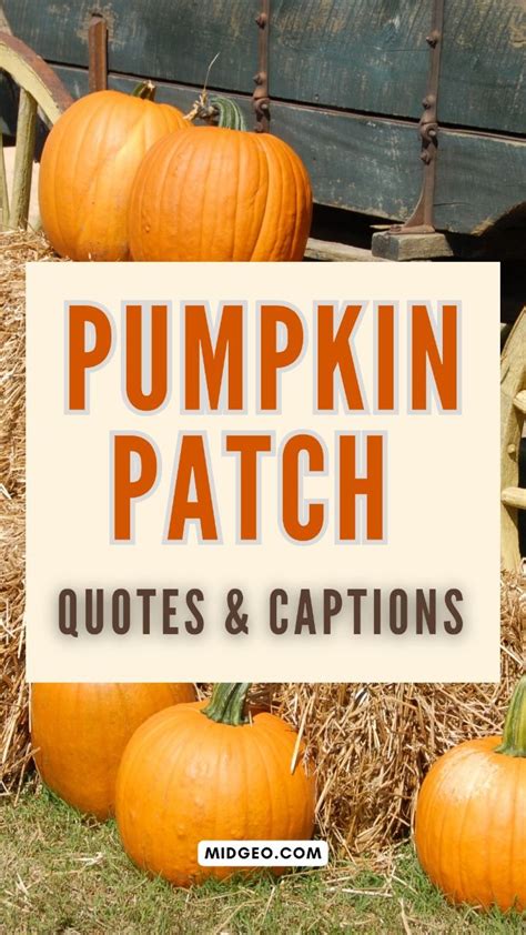 Pumpkin Patch Quotes For Instagram