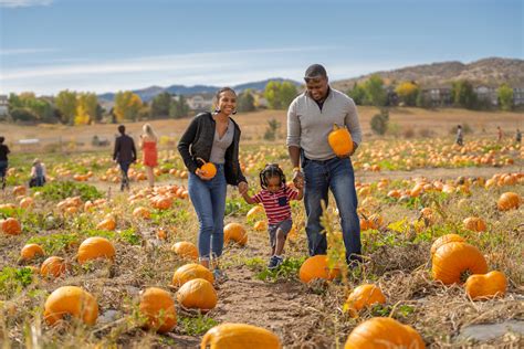 Pumpkin Patches
