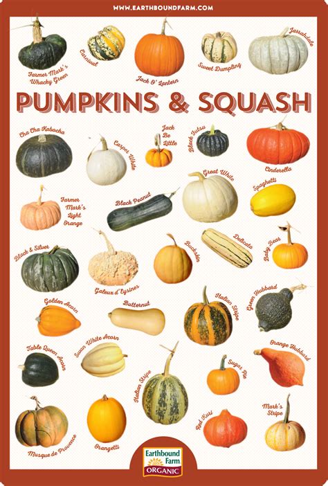Pumpkin Variety Chart
