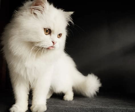 Punch Face Persian