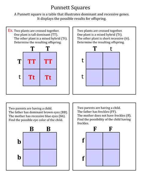 Punnett Square Practice Worksheet Examples And Solutions