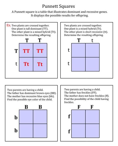 Punnett Square Practice Worksheet