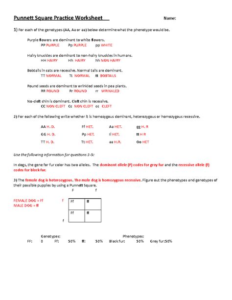 Punnett Square Practice Worksheet Answer Key Step-By-Step