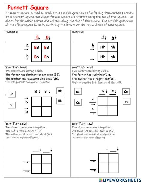Punnett Square Worksheethuman Characteristics Answer Key