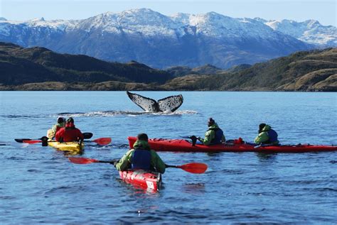 Kayak with Whales in Punta Arenas: An Honest Review