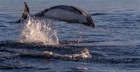 Punta Arenas Austral Dolphin Wildlife Watching Boat Trip: Worth Your Time and Cash?