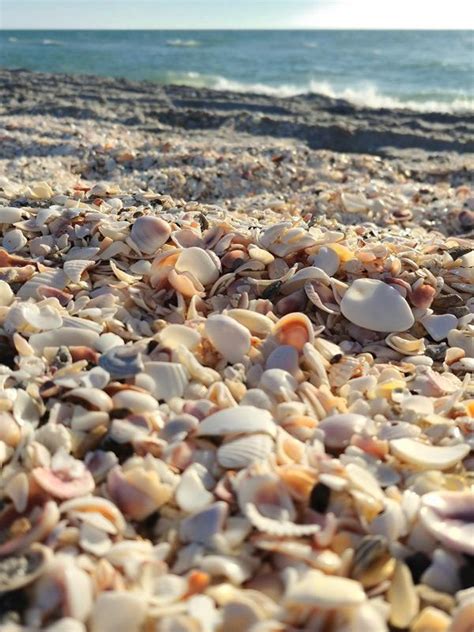 Punta Gorda Boca Grande Shelling Tour: A Deep Look