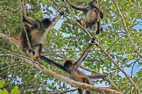 Punta Laguna Monkeys