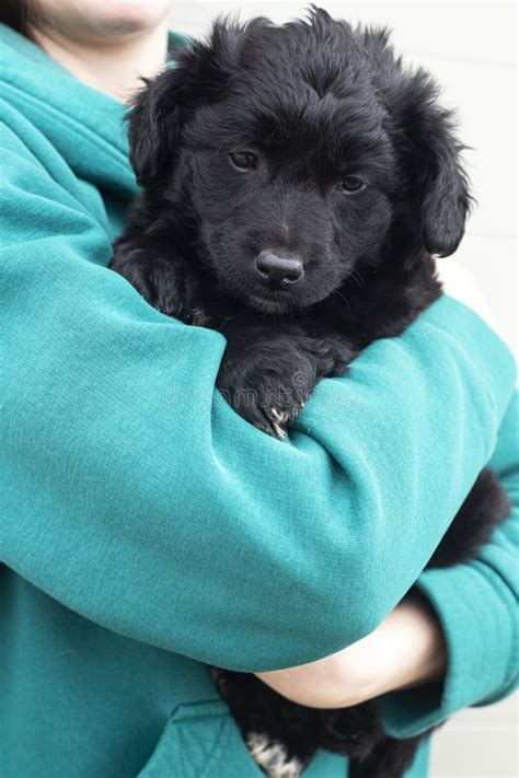 Pupp Stock Image