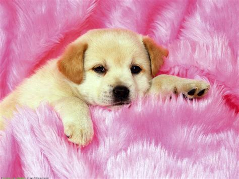 Puppies Background Girly