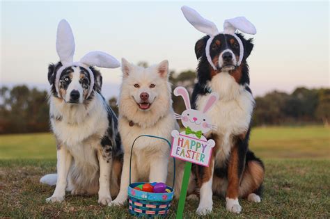 Puppies Easter