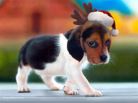 Christmas beagles