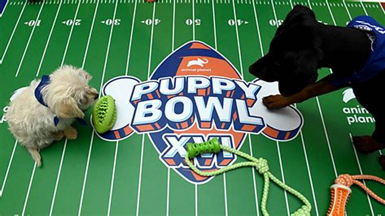 Puppy Bowl 2024 Highlights