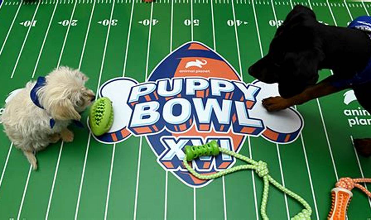 Puppy Bowl 2024 Highlights
