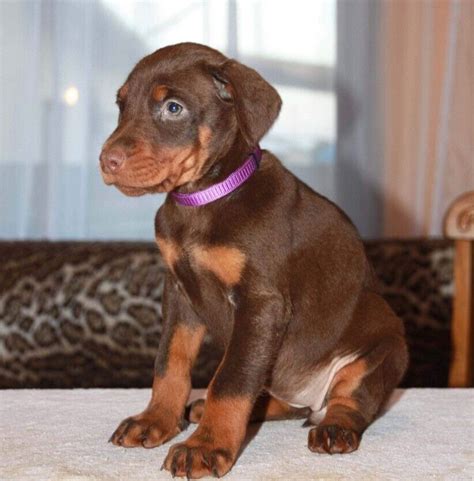 Puppy Brown Chocolate Doberman: A Unique And Relaxing Companion