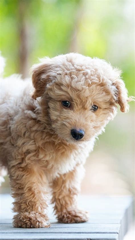 Tiny Dog Breeds That Stay Small List All Dog Breeds Tiny dog breeds