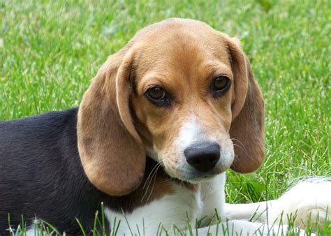 Puppy Full Size Beagle Dog: The Adorable And Loyal Companion