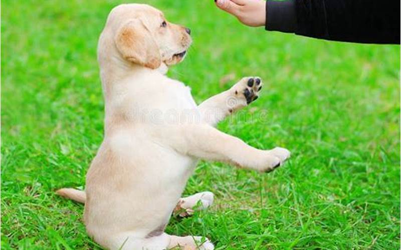 Puppy Playing With Owner