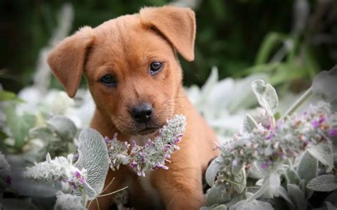 Puppy Background
