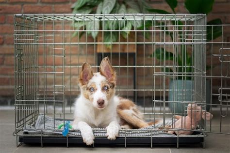 Puppy Bench Training
