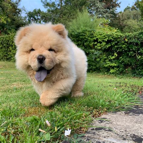 63+ Cute Chow Chow Puppy Wallpaper l2sanpiero