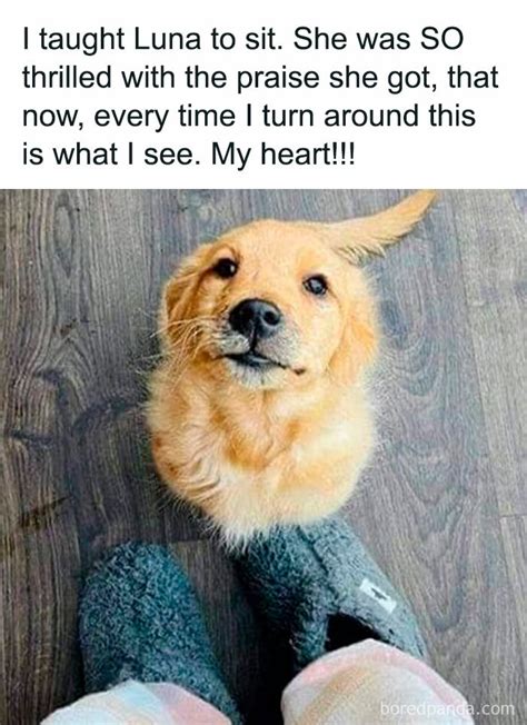 Puppy Dog Meme