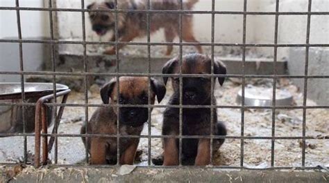 Puppy Farming is a Growing Problem