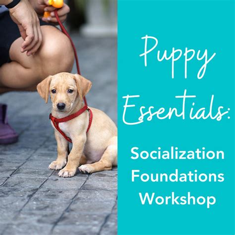 Puppy Foundations and Socialization
