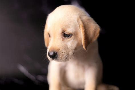 Puppy Jpg