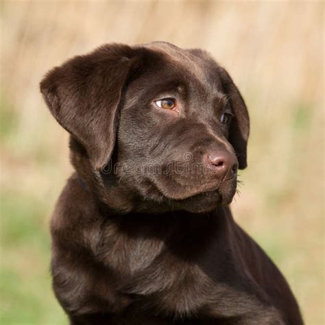 Puppy Labrador Bruin