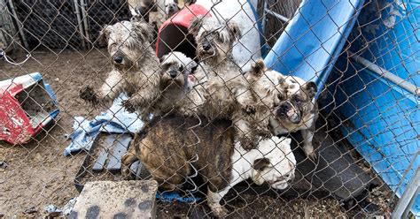 Puppy Mills