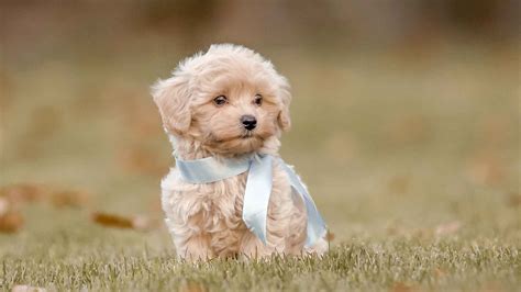 Puppy Pictures Of Dogs