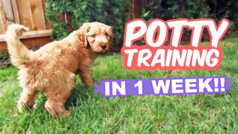 Puppy Potty Training Camp