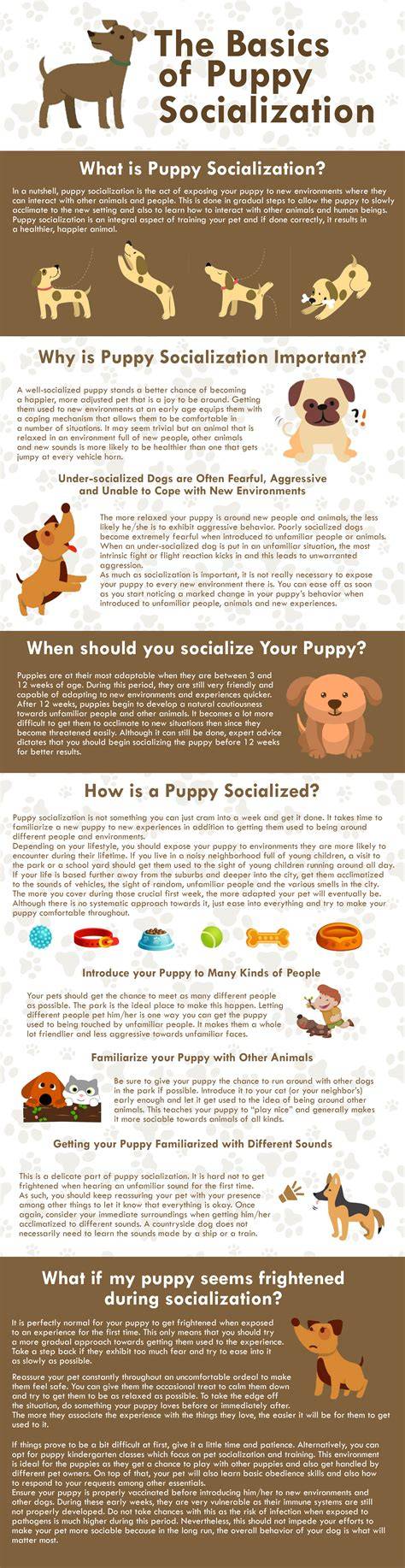 Puppy Socialization and Basics