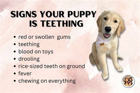 Puppy Teething and Normal Chewing Behavior