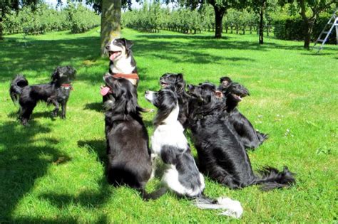 Puppy Training Almere