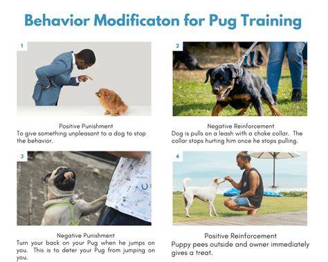 Puppy Training vs. Adult Behavior Modification