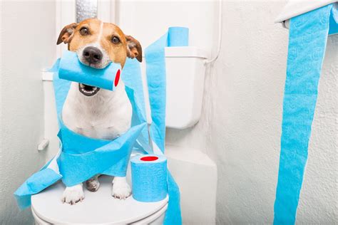 Potty Training Your Puppy Pets Grooming Prices
