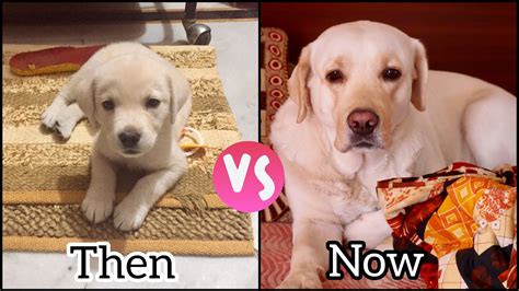 Puppy vs Adult Lab Designs