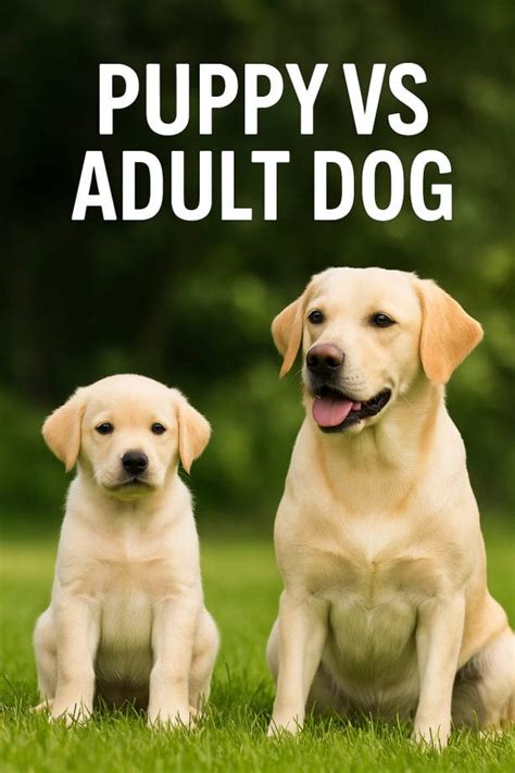 Puppy vs. Adult Lab Designs