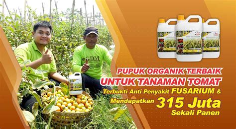 Jenis-jenis pupuk untuk tanaman tomat di Indonesia