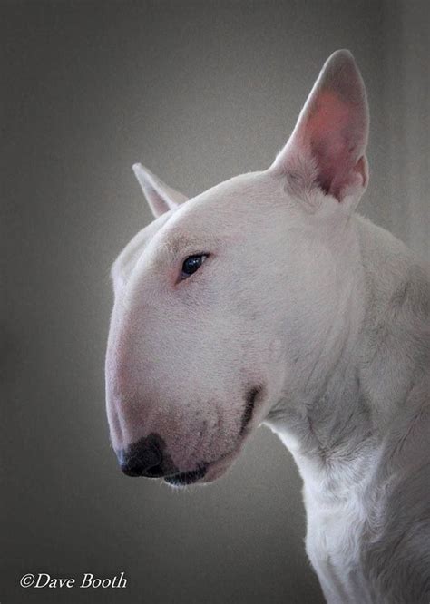 Purebred Roman Nose Bull Terrier: A Unique And Loyal Companion